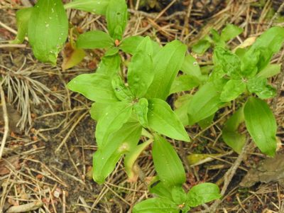 Saponaria officinalis, photographed by Yann Kemper