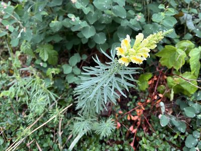 Linaria vulgaris