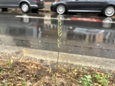 Elymus repens, photographed by Pavel Kacl