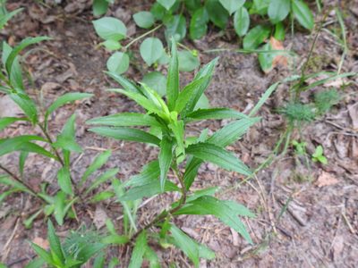 Solidago canadensis, photographed by Yann Kemper