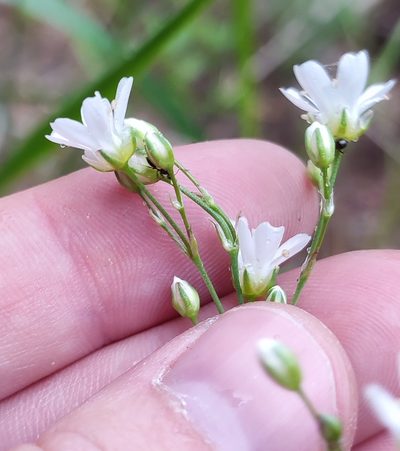 Eremogone saxatilis, photographed by Yurii Basov