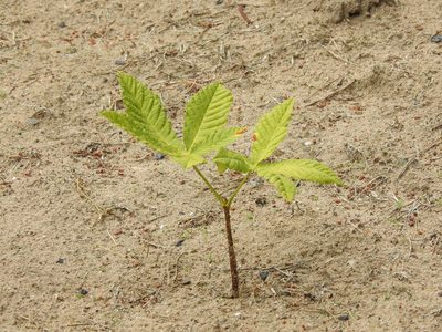 Aesculus hippocastanum, photographed by Yann Kemper