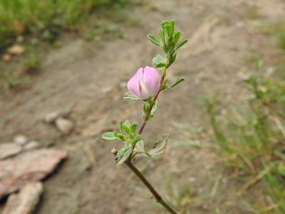 Ononis spinosa, photographed by Yann Kemper