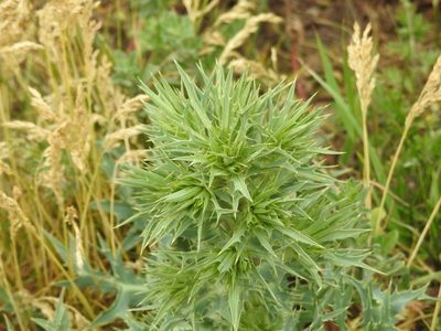 Eryngium campestre, photographed by Yann Kemper