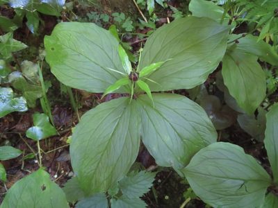 Paris quadrifolia, photographed by Marco Mussita