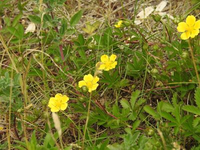 Potentilla reptans, photographed by Yann Kemper