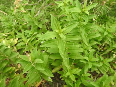 Saponaria officinalis, photographed by Yann Kemper