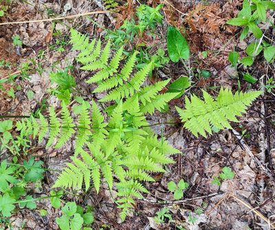 Dryopteris carthusiana, photographed by Yurii Basov