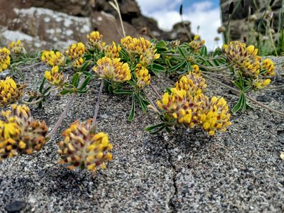 Anthyllis vulneraria, photographed by Bee Together
