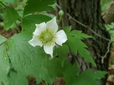 Anemone virginiana, photographed by Craig Martin