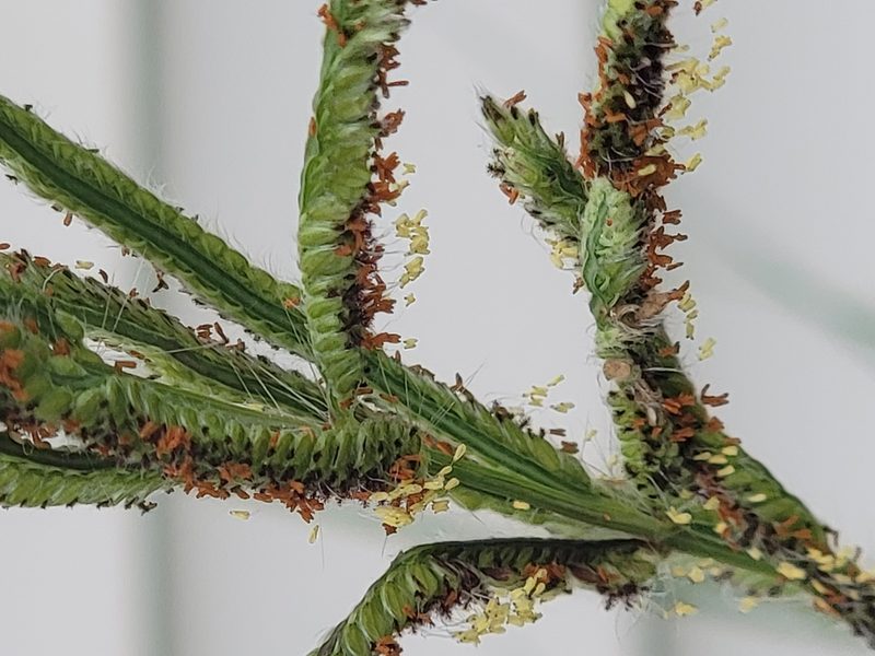 Paspalum urvillei, photographed by Rebecca Gimenez Husted