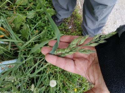 Dactylis glomerata, photographed by Vladimir Atachkin