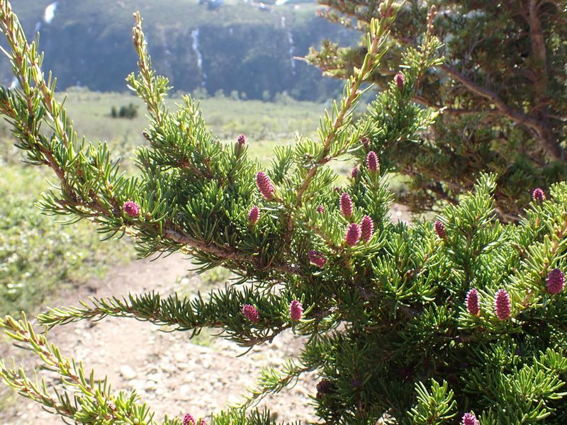 Tsuga mertensiana, photographed by Matt Muir