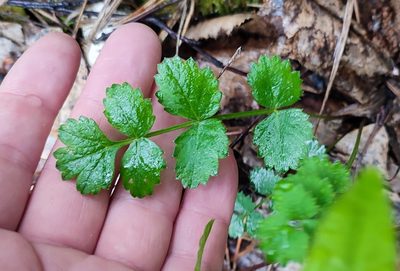 Pimpinella saxifraga, photographed by Yurii Basov