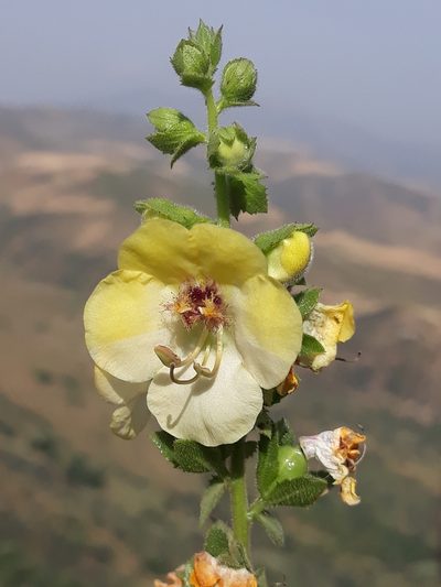 Verbascum creticum, photographed by Karim Haddad