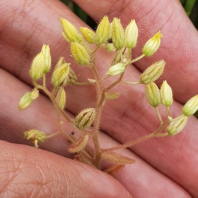 Sedum pubescens, photographed by Mehdi Chetibi