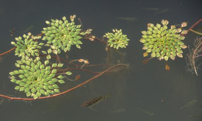Ludwigia sedioides, photographed by w_endo
