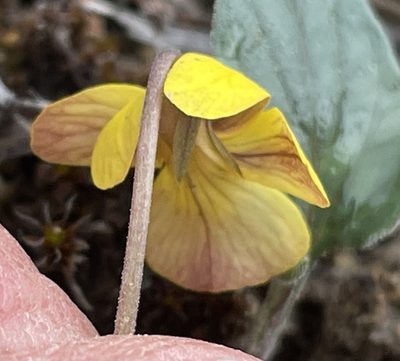 Viola purpurea