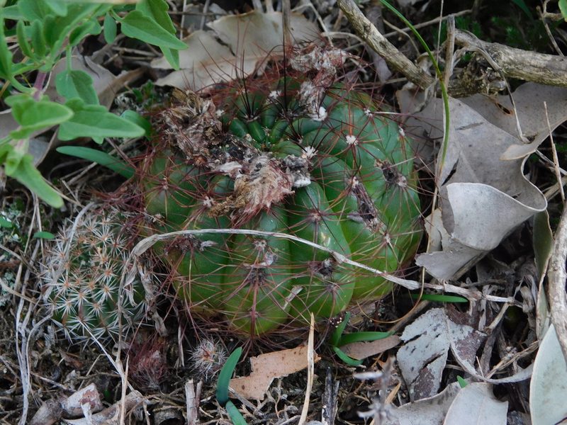 Parodia ottonis, photographed by Francisco Liguori