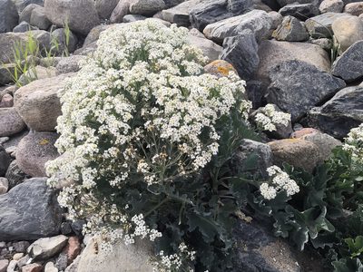 Crambe maritima, photographed by Peter T. Rühr