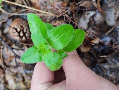 Origanum vulgare, photographed by Yurii Basov