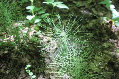 Equisetum pratense, photographed by Daria
