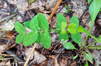 Lathyrus pisiformis, photographed by Yurii Basov