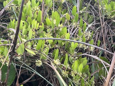 Smilax auriculata