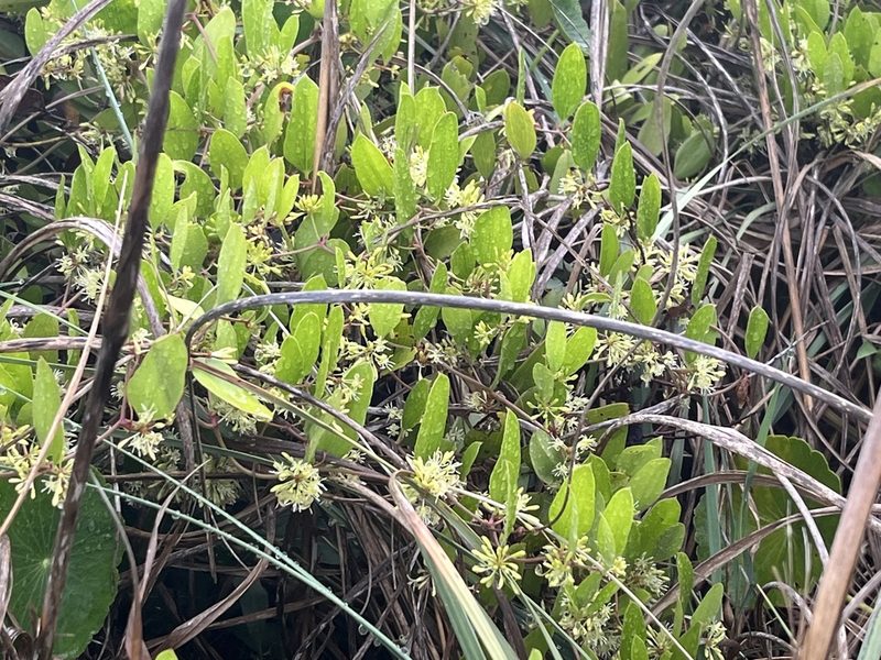Smilax auriculata, photographed by Steve Taylor