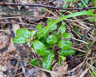 Vaccinium vitis-idaea, photographed by Yurii Basov
