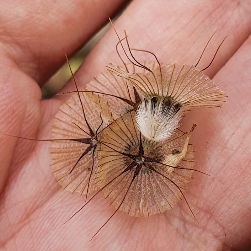 Lomelosia stellata, photographed by Mehdi Chetibi