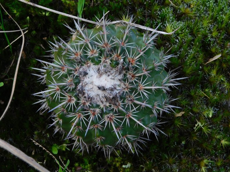 Parodia mammulosa, photographed by Francisco Liguori