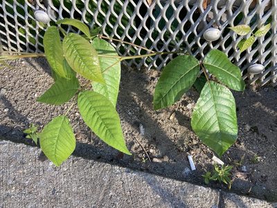Toxicodendron radicans, photographed by Dilrukshan Priyantha Wijesinghe