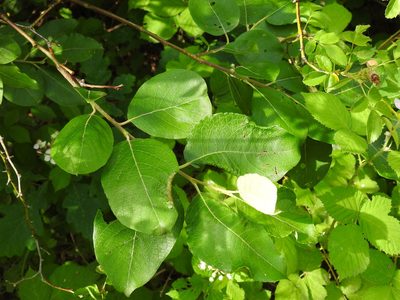 Salix caprea, photographed by Yann Kemper