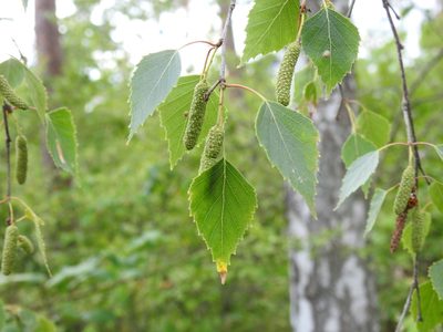 Betula pendula, photographed by Yann Kemper