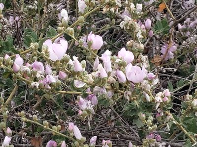 Malacothamnus fasciculatus, photographed by Steve Addison