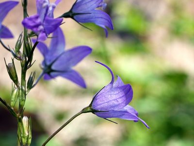 Campanula rapunculus, photographed by Wolfgang Jauch