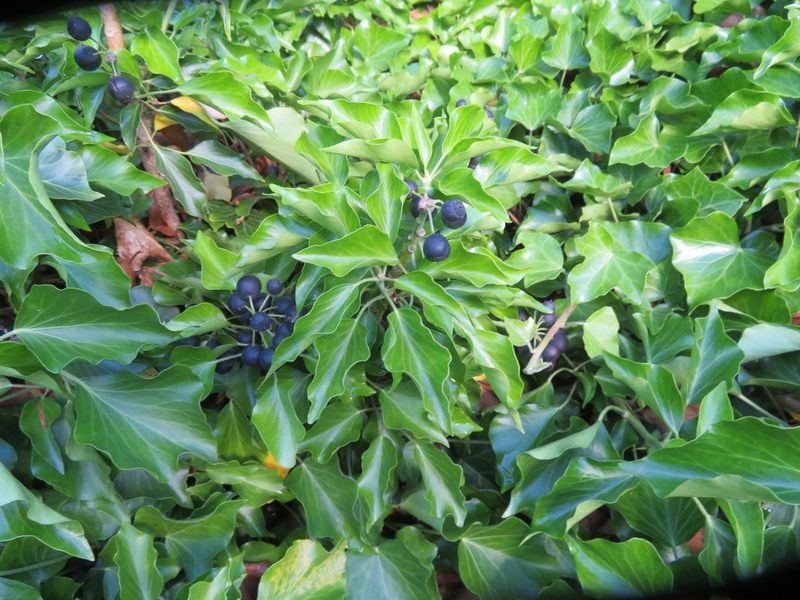 Hedera helix, photographed by Marco Mussita