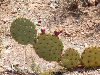 Opuntia rastrera, photographed by Norma Piedra