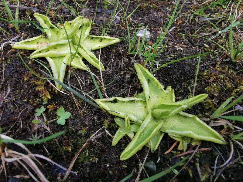 Pinguicula vulgaris, photographed by Thor-Rune Hansen
