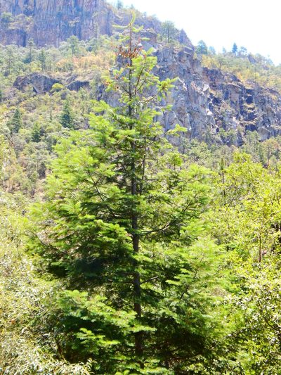 Abies durangensis, photographed by Norma Piedra