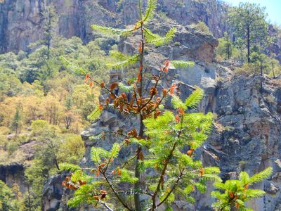 Abies durangensis, photographed by Norma Piedra
