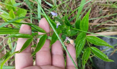 Lathyrus vernus, photographed by Yurii Basov