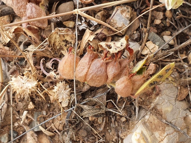 Tripodion tetraphyllum, photographed by Mehdi Chetibi