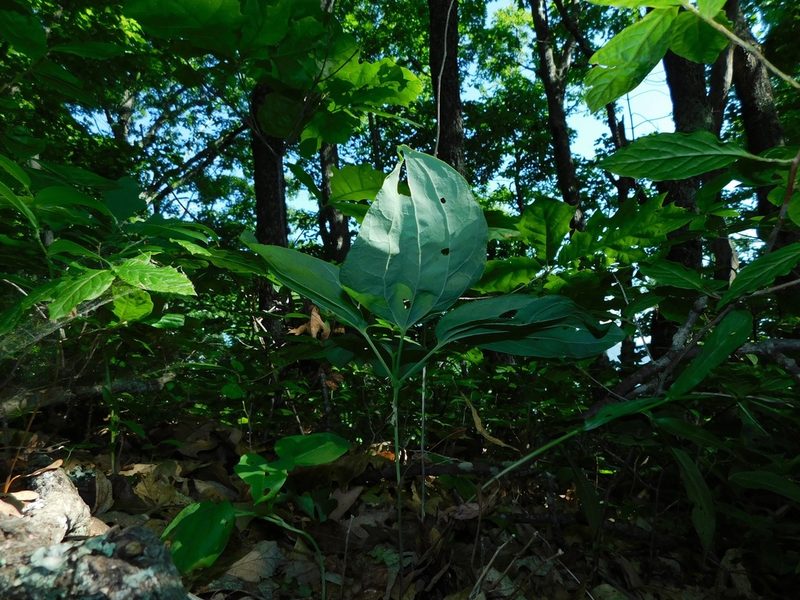 Smilax biltmoreana, photographed by Michael J. Papay