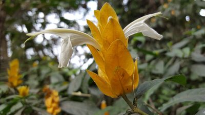 Pachystachys lutea, photographed by alessandradalia