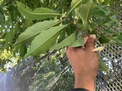 Prunus serotina
