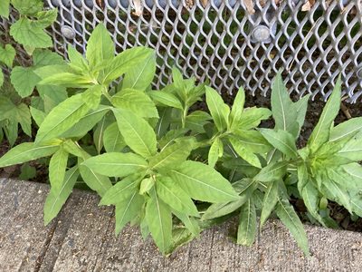 Oenothera biennis