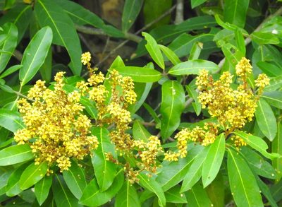 Heteropterys laurifolia, photographed by Francisco Farriols Sarabia