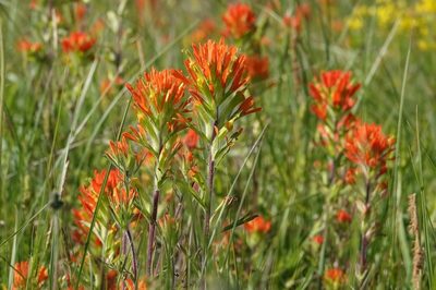 Castilleja coccinea, photographed by Paul Prior